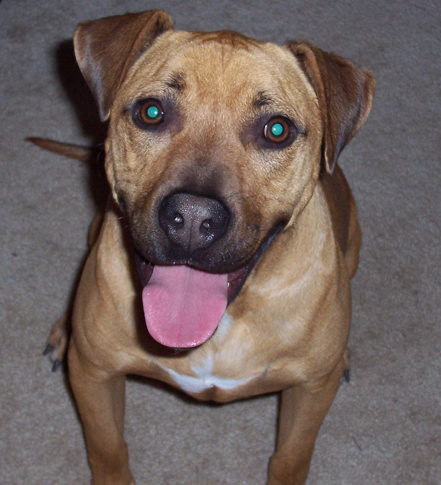 pitbull mix rhodesian ridgeback mix adoption breeds picture pitbull mix rhodesian ridgeback mix adoption breeds picture
